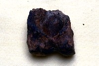 藏品(不明指骨下端)的圖片